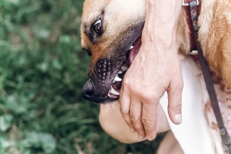 Injured by a Neighbor’s Dog A Kansas City Lawyer Can Get You Compensation